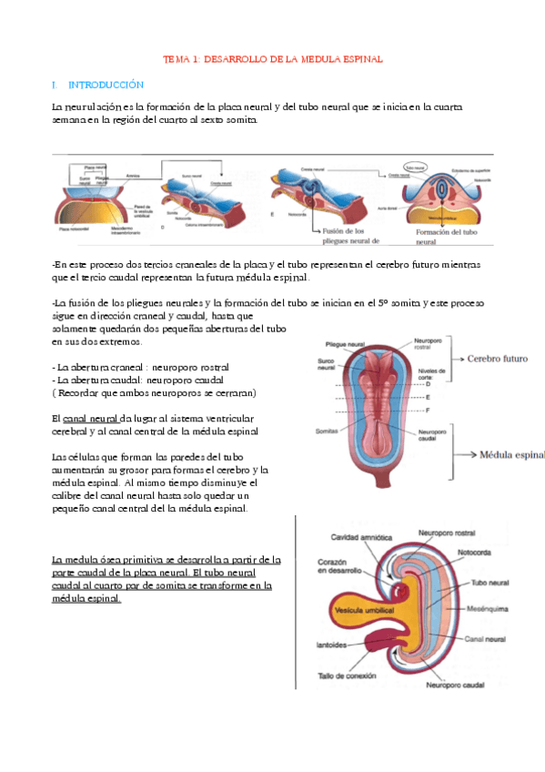 Miniatura del documento TEMA-1-DESARROLLO-MEDULA-ESPINAL.pdf