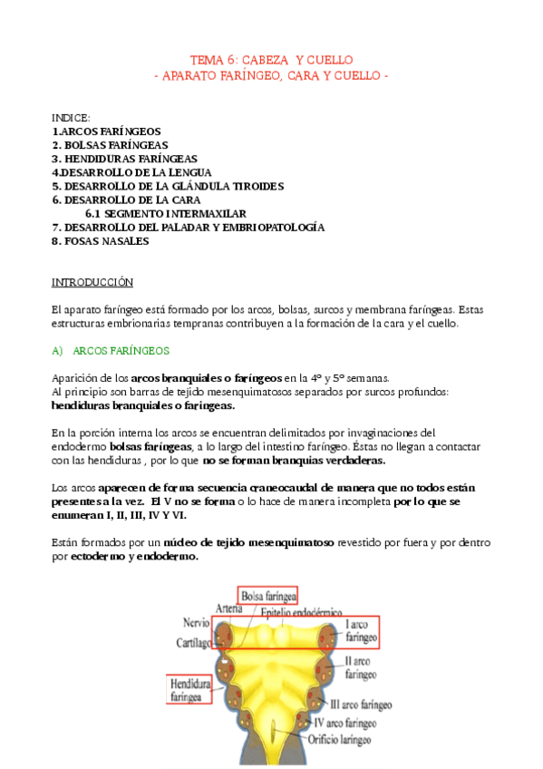 Miniatura del documento TEMA-6-CABEZA-Y-CUELLO.pdf