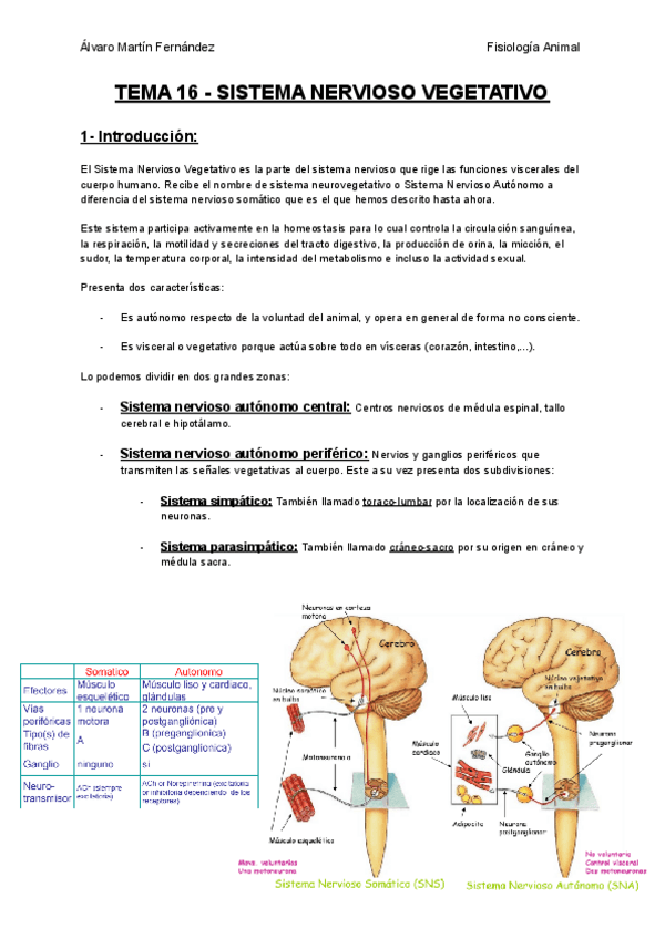 Miniatura del documento TEMA-16-SISTEMA-NERVIOSO-VEGETATIVO.pdf