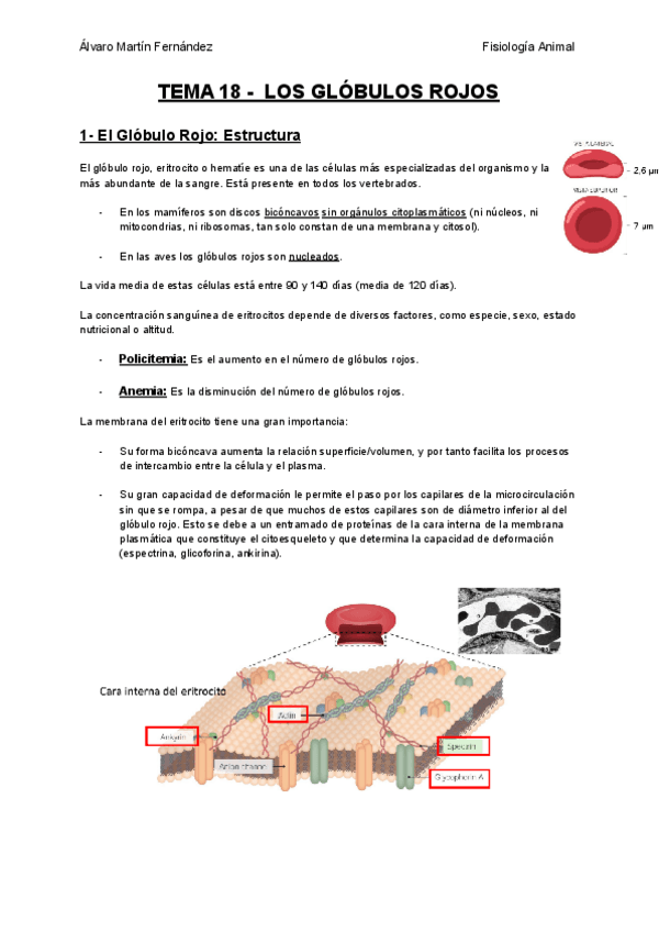 Miniatura del documento TEMA-18-LOS-GLOBULOS-ROJOS.pdf