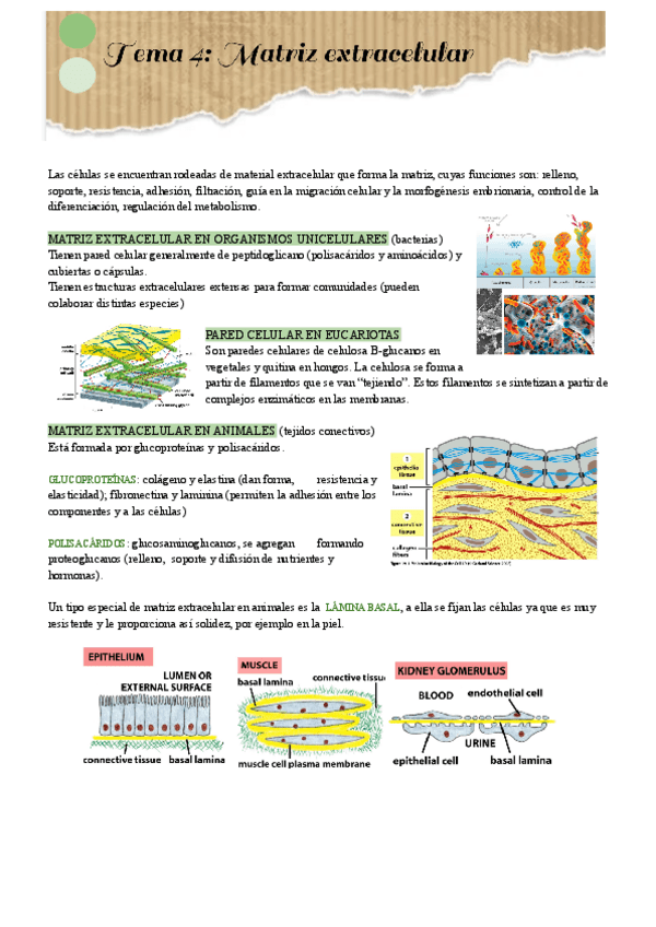 Miniatura del documento Tema-4.pdf