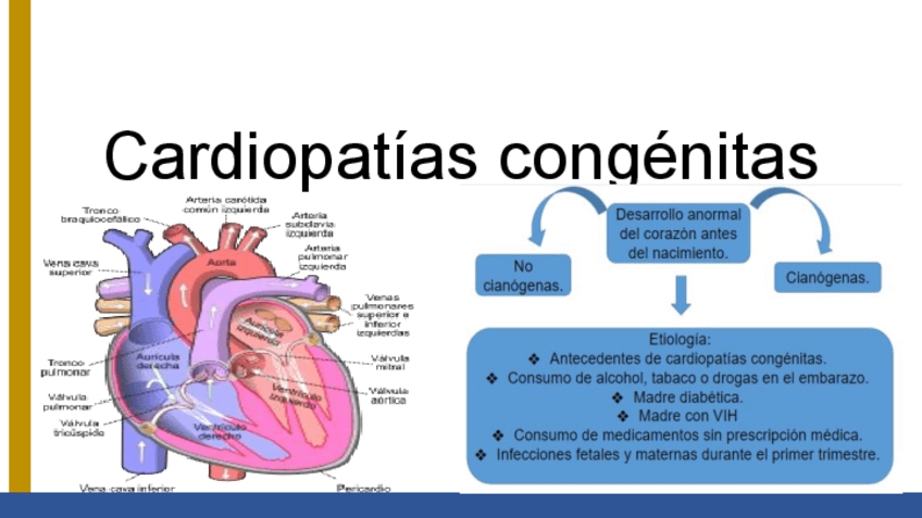 Miniatura del documento Cardiopatias-congenitas.pdf