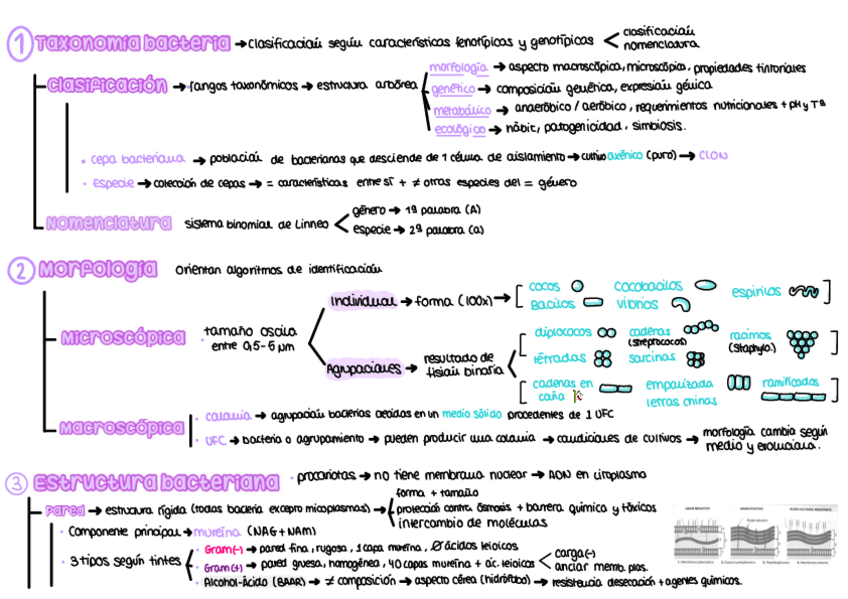 Miniatura del documento Tema-2-Tecnicas-de-Tincion-Y-Observacion-.pdf