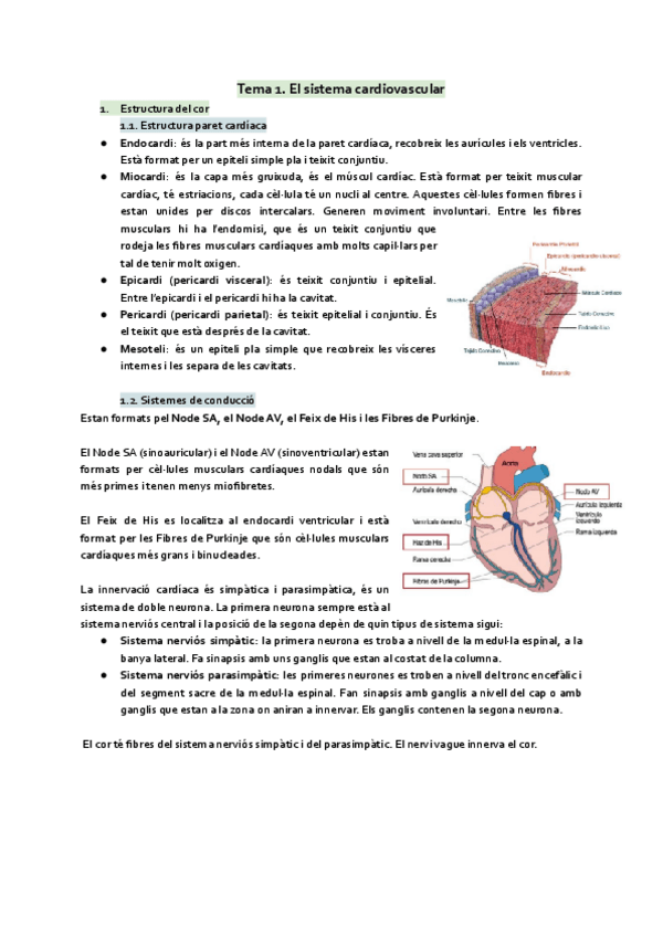 Miniatura del documento Tema-1-El-sistema-cardiovascular.pdf