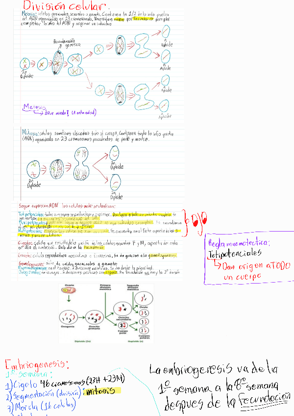 Miniatura del documento T2-Embriologia.pdf