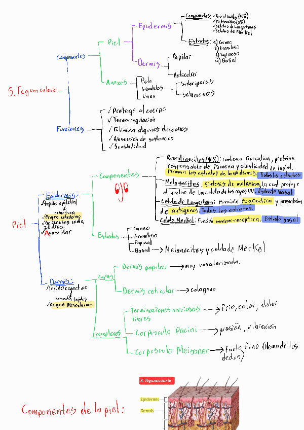 Miniatura del documento T5-S-Tegumentario.pdf