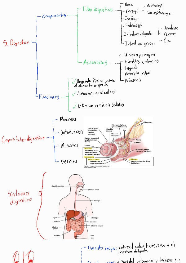 Miniatura del documento T7-S-Digestivo.pdf