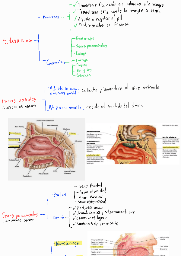 Miniatura del documento T7-Sistema-respiratorio.pdf