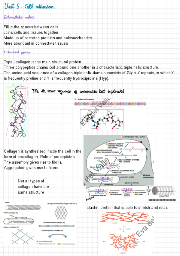 Miniatura del documento Unit 5 biocel.pdf