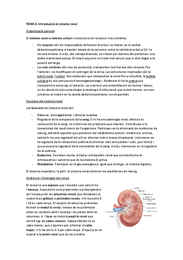 Miniatura del documento TEMA-6.-Introduccio-al-sistema-renal.pdf