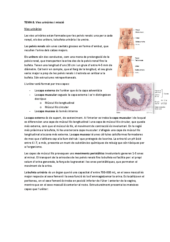 Miniatura del documento TEMA-8.-Vies-urinaries-i-miccio.pdf