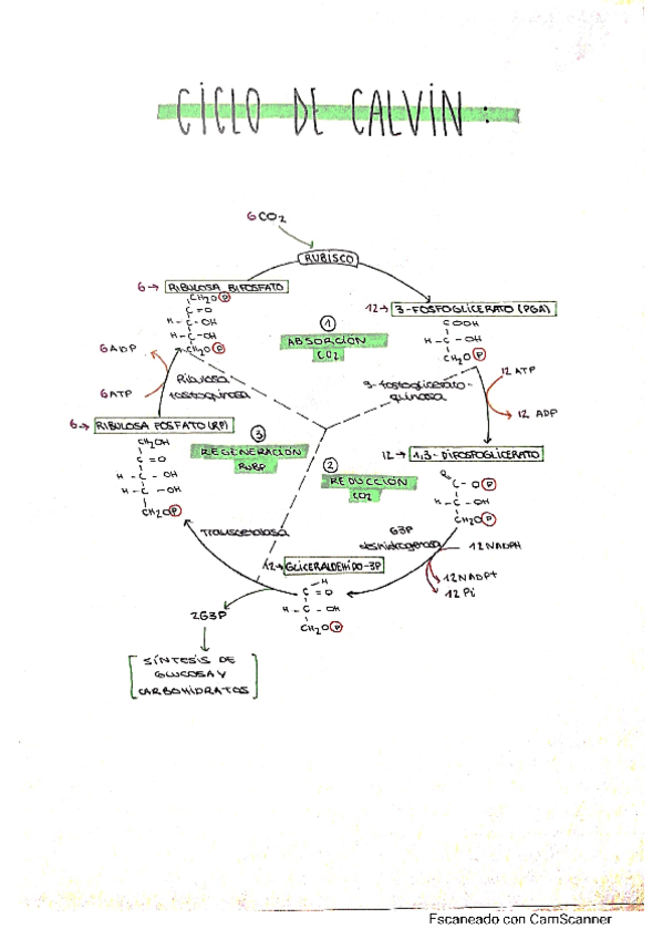 Miniatura del documento calvinyC4.pdf