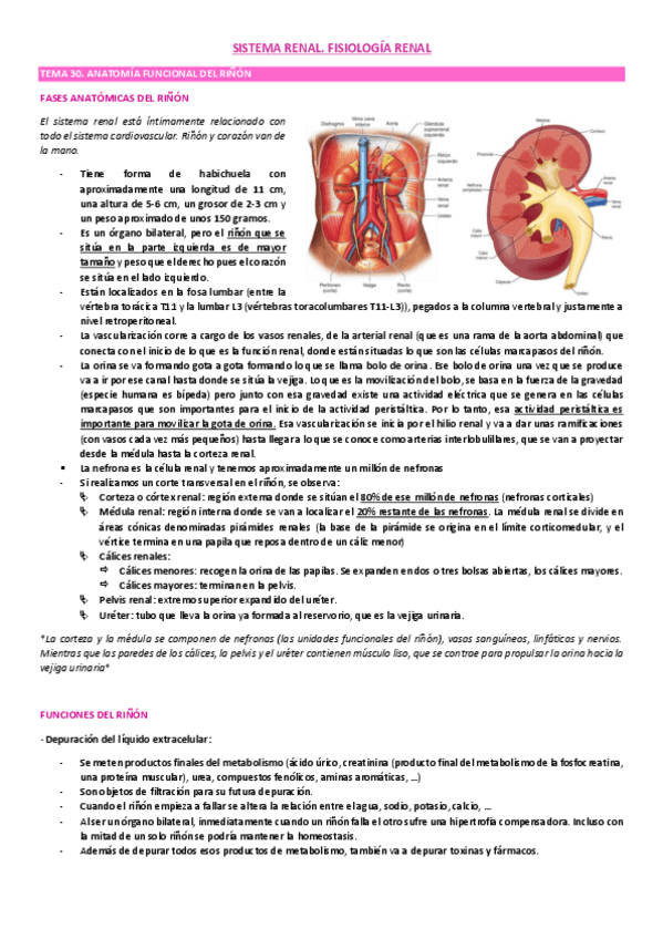 Miniatura del documento Sistema-renal-I.pdf