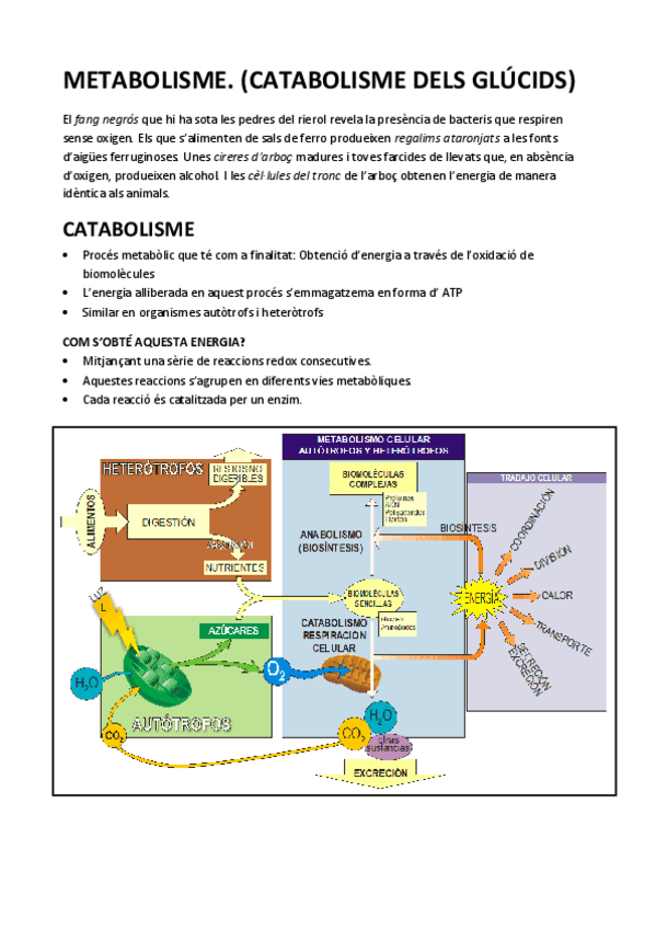Miniatura del documento CATABOLISME-DELS-GLUCIDS.pdf