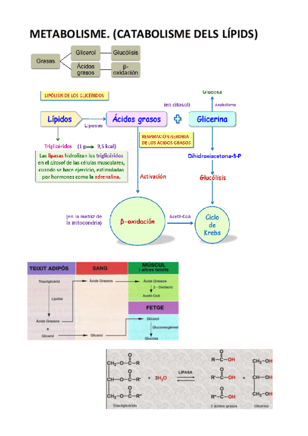 Miniatura del documento CATABOLISME-DELS-LIPIDS-fermentacions.pdf