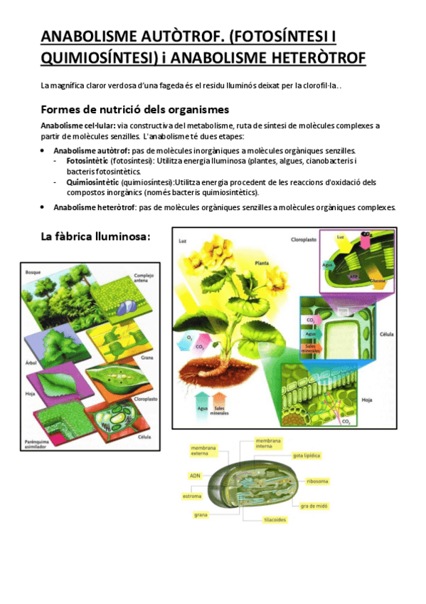 Miniatura del documento ANABOLISME-AUTOTROF.pdf