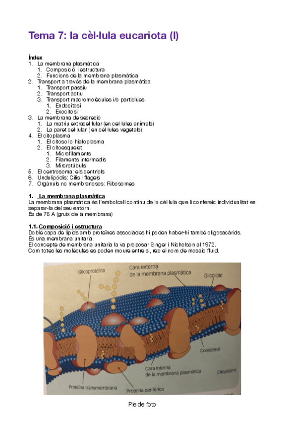 Miniatura del documento la cèl·lula eucariota.pdf