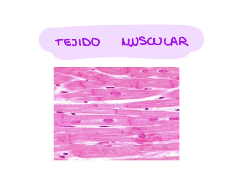 Miniatura del documento Tejido-Muscular-.pdf