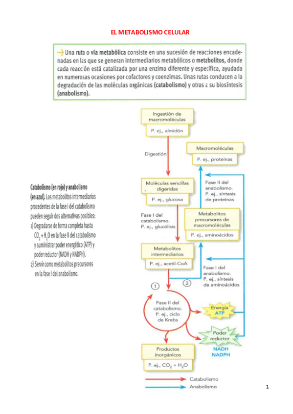 Miniatura del documento IDEAS-CLAVE-METABOLISMO.pdf