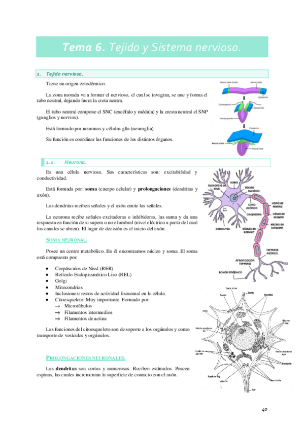 Miniatura del documento TEMA-6-BASES.pdf