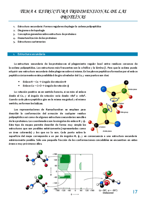 Miniatura del documento Tema 4 ESTRUCTURA TRIDIMENSIONAL DE LAS PROTEINAS.pdf