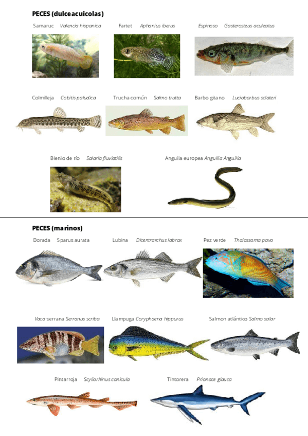 Miniatura del documento Visu-Zoologia.pdf