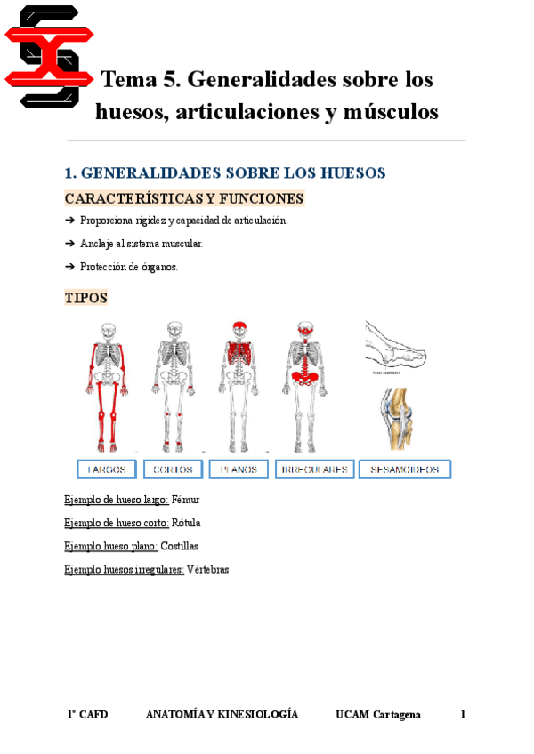 Miniatura del documento Tema-5-Anatomia-y-Kinesiologia.pdf