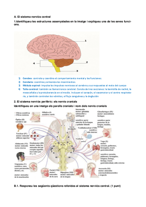 Miniatura del documento M08-P10-Nervioso actividad.pdf