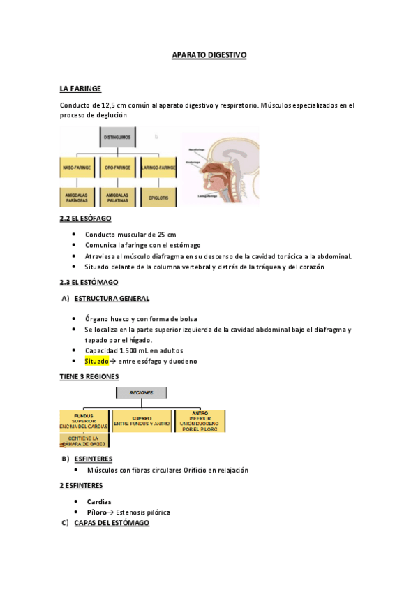 Miniatura del documento APARATO-DIGESTIVO-apuntes.pdf