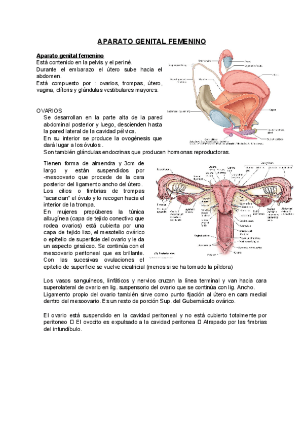 Miniatura del documento Aparato-genital-femenino.pdf