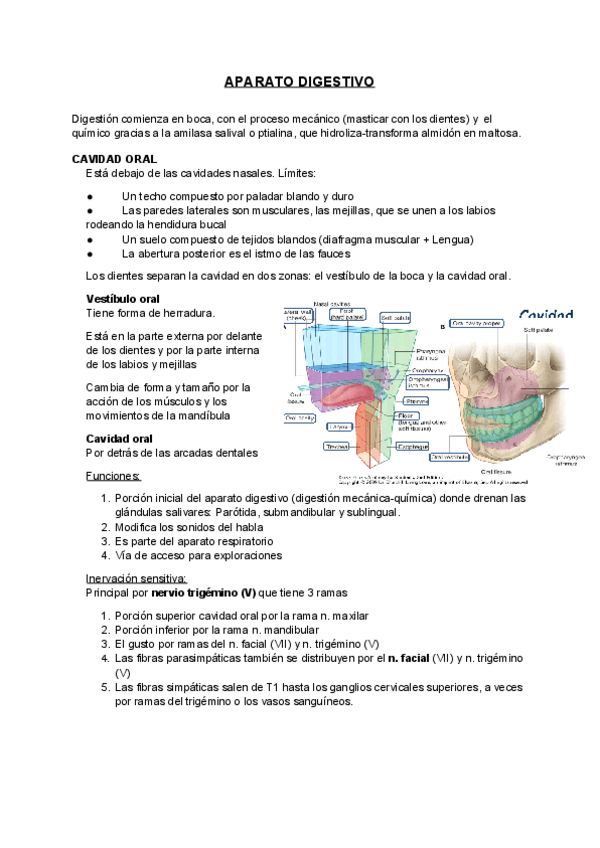 Miniatura del documento Aparato-digestivo.pdf