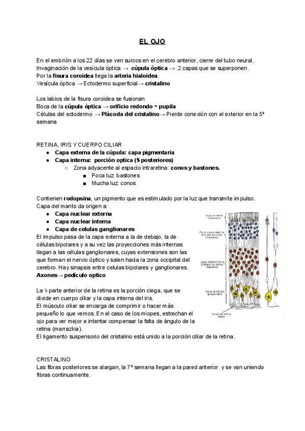 Miniatura del documento El-ojo.pdf