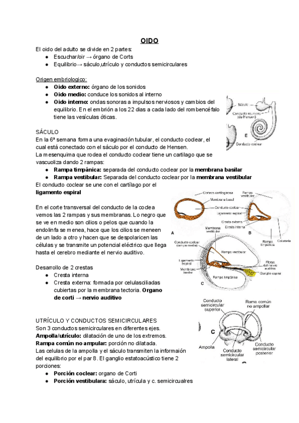 Miniatura del documento El-oido.pdf