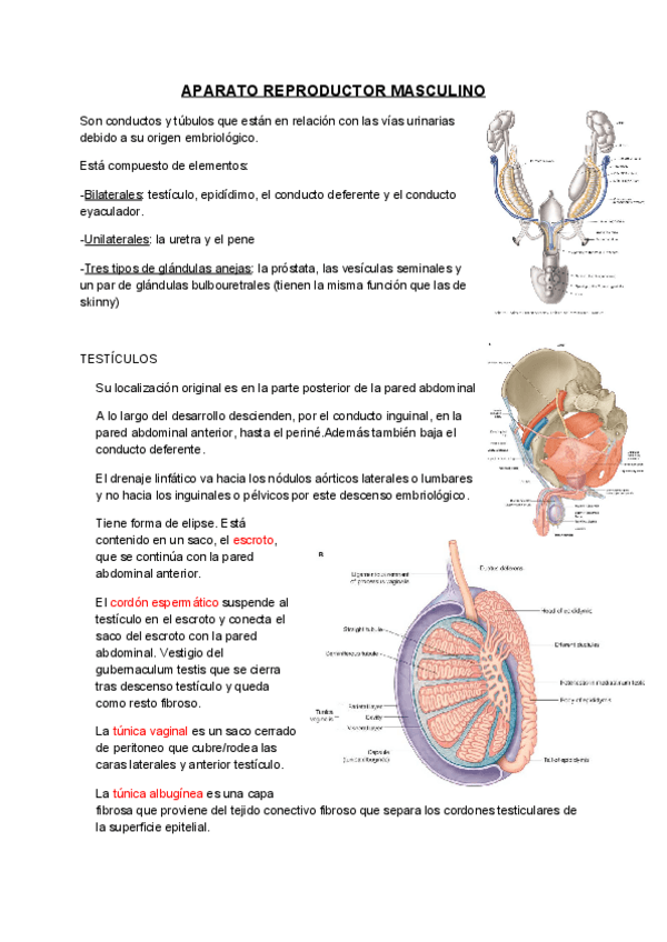 Miniatura del documento Aparato-reproductor-masculino.pdf