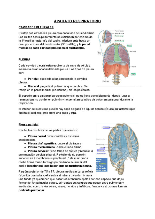 Miniatura del documento Aparato-respiratorio.pdf