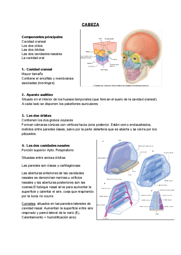 Miniatura del documento CabezayCraneo.pdf