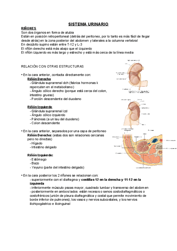 Miniatura del documento Aparato-urinario.pdf
