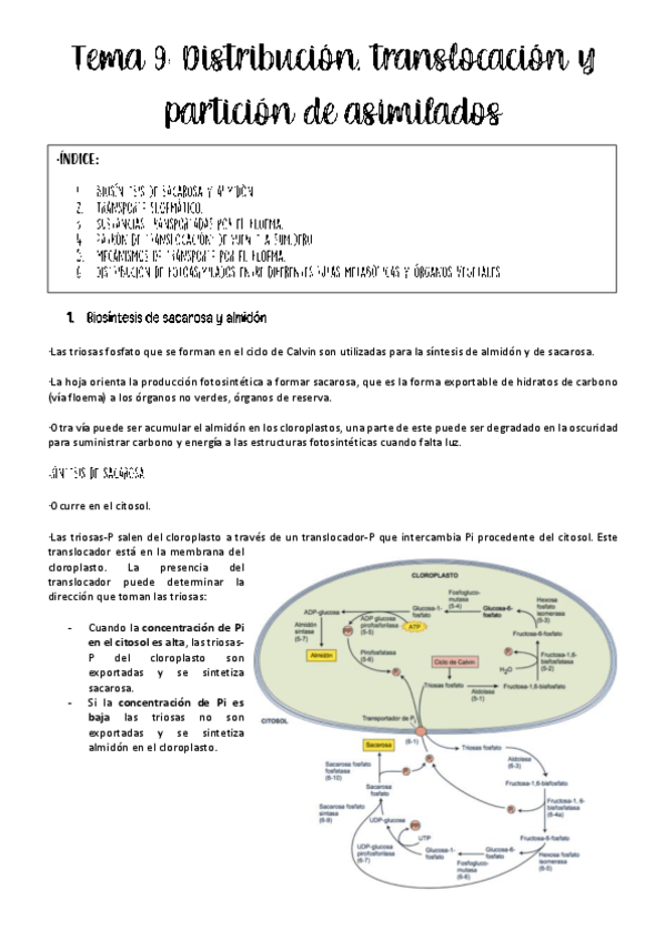 Miniatura del documento Tema-9-fisio-veg.pdf