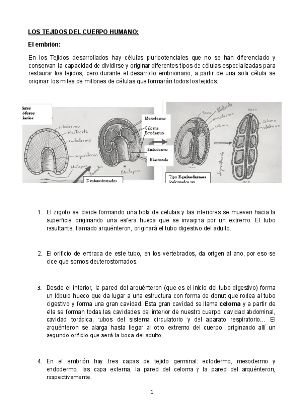 Miniatura del documento LOS-TEJIDOS-DEL-CUERPO-HUMANO.pdf