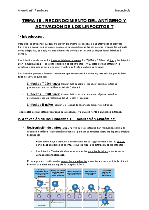 Miniatura del documento TEMA-16-RECONOCIMIENTO-DEL-ANTIGENO-Y-ACTIVACION-DE-LOS-LINFOCITOS-T.pdf
