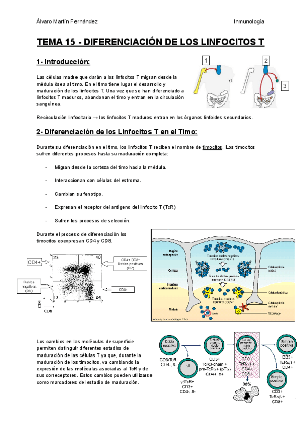Miniatura del documento TEMA-15-DIFERENCIACION-DE-LOS-LINFOCITOS-T.pdf