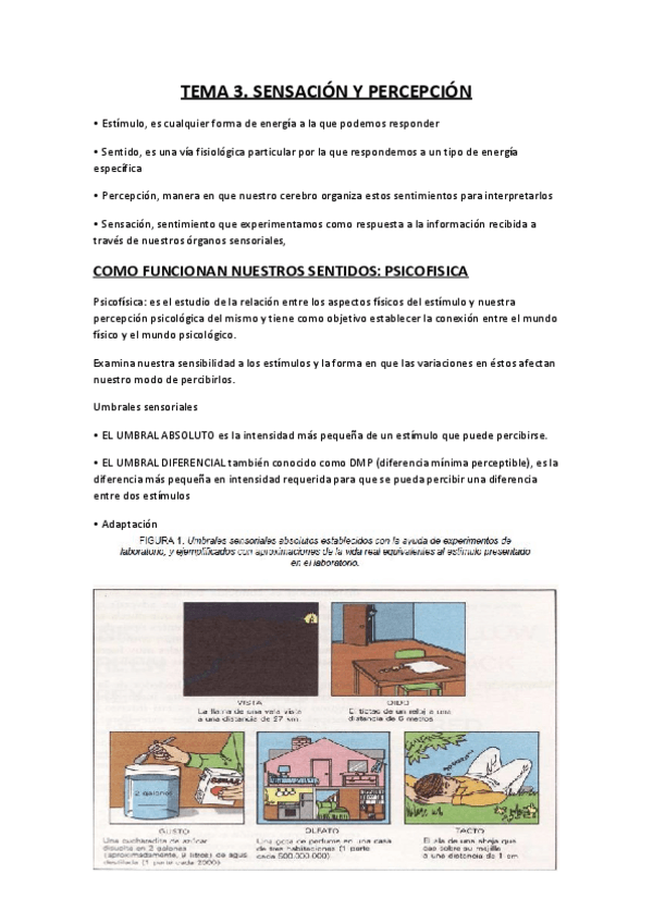 Miniatura del documento Sensacion-y-percepcion.pdf
