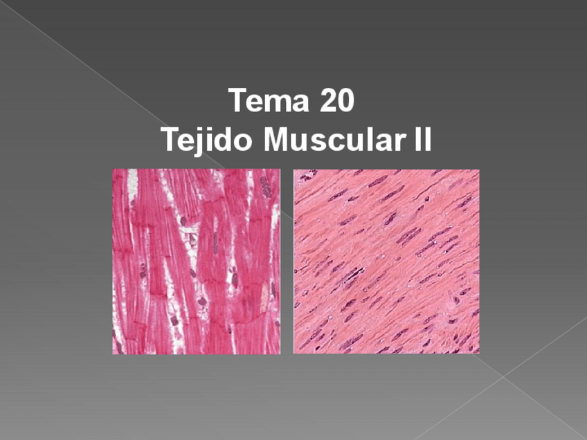 Miniatura del documento Tema-20-tejido-muscular-II.pdf