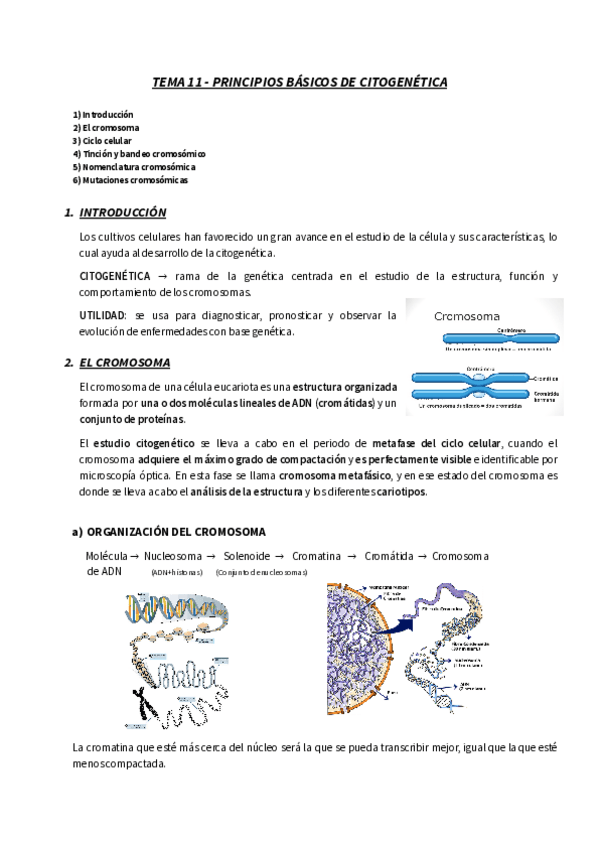 Miniatura del documento TEMA-11-PRINCIPIOS-BASICOS-DE-CITOGENETICA.pdf