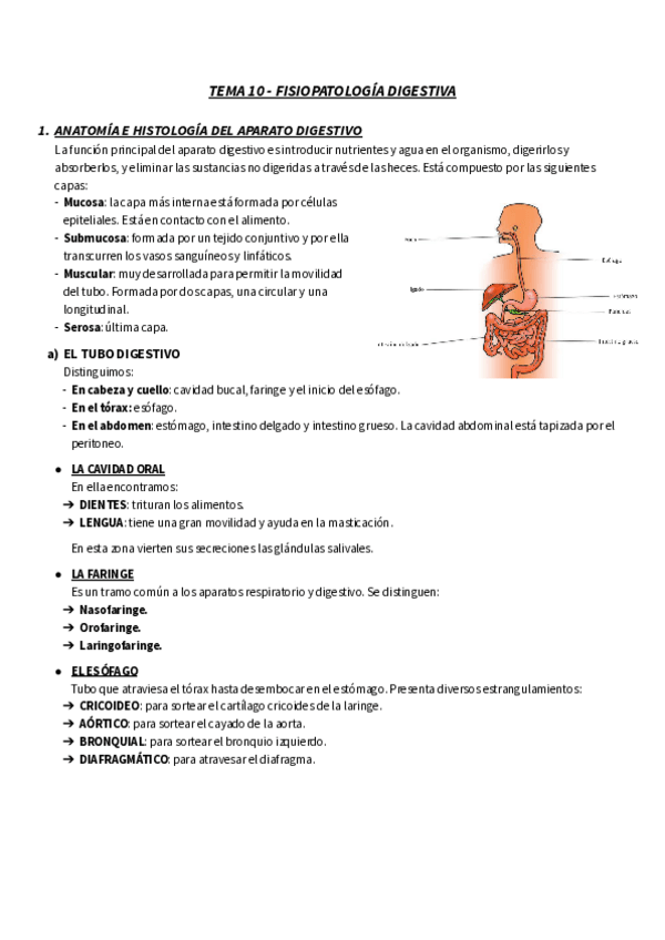 Miniatura del documento TEMA-10-RESUMEN-FISIO-FISIOPATOLOGIA-DIGESTIVA.pdf