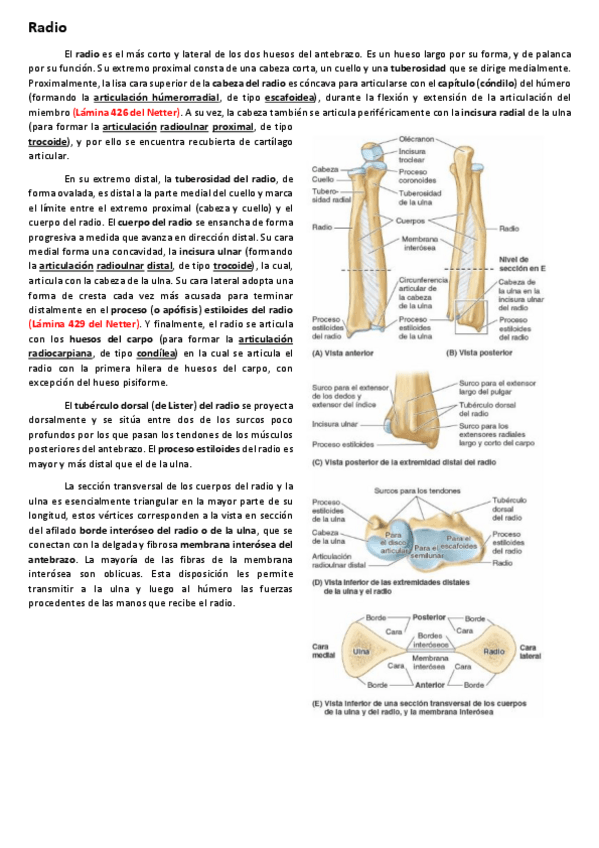 Miniatura del documento ArticulacionesMiembroSuperiorRADIO.pdf