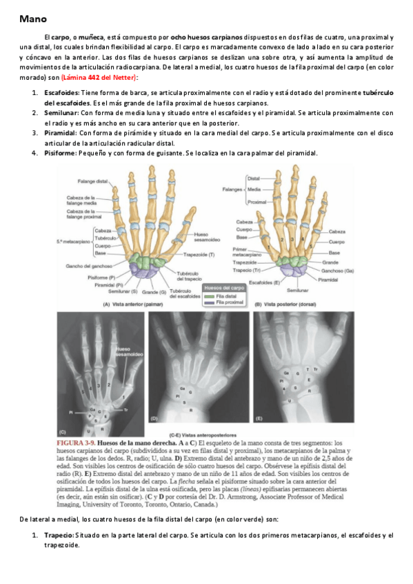 Miniatura del documento ArticulacionesMiembroSuperiorMANO.pdf