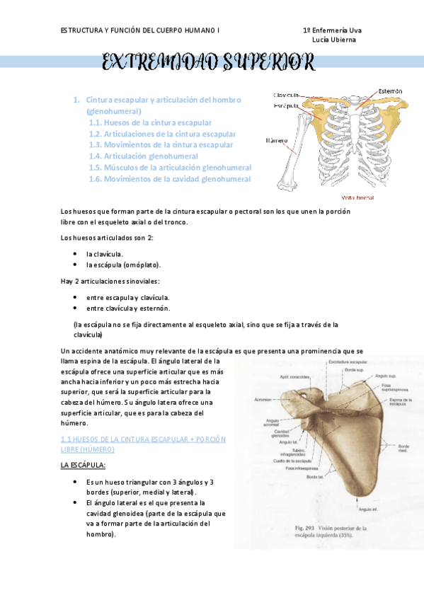 Miniatura del documento EXTREMIDAD-SUPERIOR.pdf