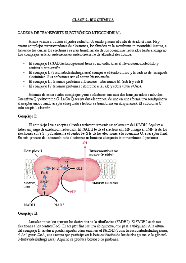 Miniatura del documento Clase 9- Bioquímica.pdf