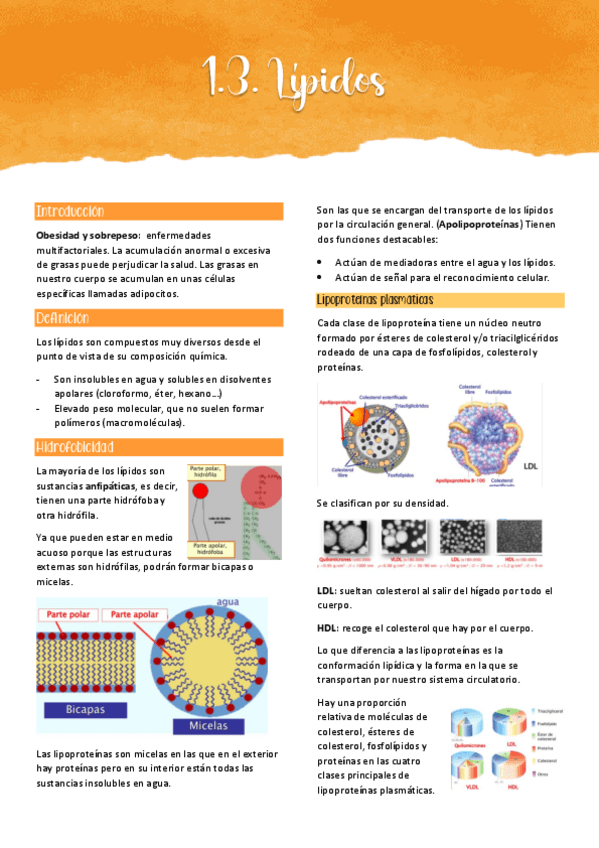 Miniatura del documento 1.3. LÍPIDOS.pdf